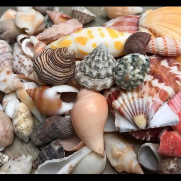 100 Real Seashells Mixed Grab Bag Lot for diy nautical decor or crafting - Picture 12 of 13